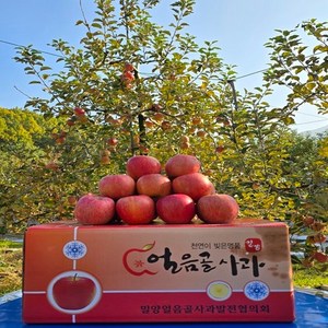 국내 사과 최고의 브랜드 밀양얼음골 사과 특품 특대과 5kg (10~13개) 제철과일, 1개