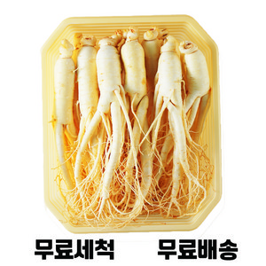 [청년프레쉬] 금산 세척 인삼 200g-750g 수삼 담금주 간식선물 삼 삼계탕 오쿠용 난발삼 5년근 6년근 홍삼, 750g, 삼계삼(원삼), 1개