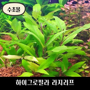 [수초몰] 하이그로필라 라지리프 튼튼하고 쉬운 수초!, 2개, (특가) 2촉