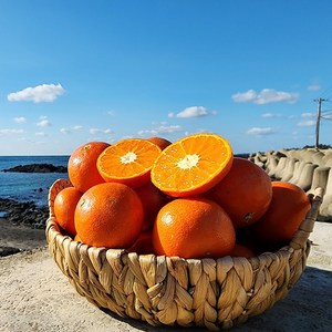 영태네농산물] 해풍으로 키운 제주 레드향, 1박스, 2kg : 중과