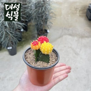 세자매선인장 비모란 비목단 접목 플랜테리어 미니선인장 다육 다육이 대성식물, 1개, 세자매 선인장
