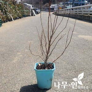 [나무인] 블루베리 듀크품종 결실주, 1개