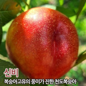 도담묘목농원 복숭아나무묘목 천도복숭아 털없는복숭아 신비 접목1년생 뿌리묘, 1개, 신비천도복숭아