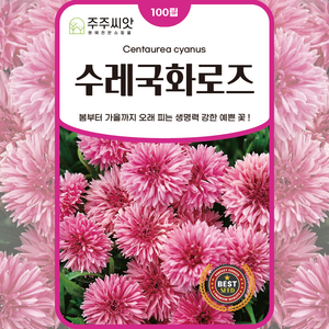 [주주씨앗] 수레국화 로즈 씨앗 100립 봄 가을 파종 오래피는 꽃씨 일년생 야생화 종자 씨, 1개