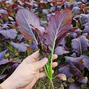 산지직송 김장용 홍갓 생갓, 1개, 1kg