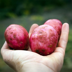 [평화동산] 국산 25년 햇 홍감자, 1박스, 1.5kg특