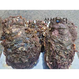 바위굴 원물 5kg (집에서 까기 어려원요) 직접채취 산지직송 당일조업, 1개, 자연산 바위굴 5kg(12-15미내외)