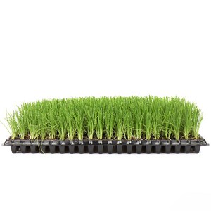 갑조네 대파 모종 트레이 대파키우기 텃밭 개별배송, 대파트레이100구(90~100개) 개별배송, 1개