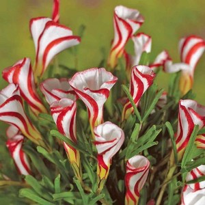 서비내 바람개비 사랑초 Oxalis versicolor 인테리어 플랜테리어, 1개