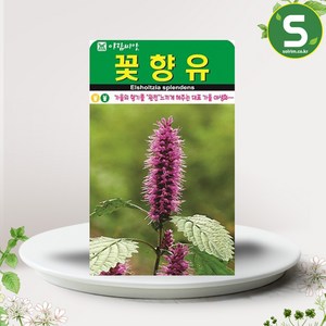 솔림텃밭몰 꽃향유씨앗 3000립 꽃향유 꽃씨앗 꽃씨 가을 야생화, 1개