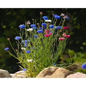 수레국화 혼합색미니종 씨앗 30립, 1개