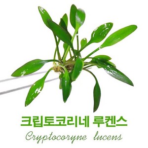 크립토코리네 루켄스(1촉), 1개