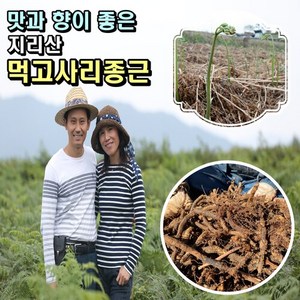 평당1키로식재/ 우량 먹고사리종근 ( 박스포함 20kg 뿌리) 고사리재배 고사리씨앗/성공적인 고사리농사, 1개