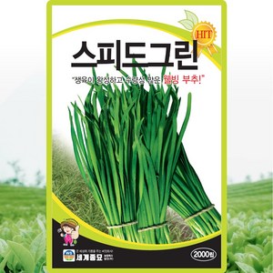 세계종묘 스피드그린 부추 씨앗 2000립 부추씨 종자, 1개