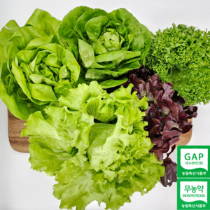 무농약 GAP 쌈채소 유러피안 유럽 샐러드 채소 1kg, 1개