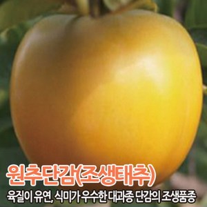 단감나무 묘목 접목1년생, 원추단감 특묘, 1개