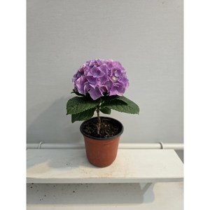 식공플랜츠 수국 화분 봄꽃 노지월동 꽃 플랜테리어 소품 20-30cm 59, 1개, 기본