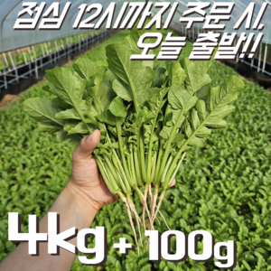 [꿀야채 어린열무] 물 좋은 철원 산지직송 어린열무(얼갈이세트), 1개, 어린열무(단품) 4kg