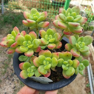 [수암다육] 페리도트 랜덤발송 Echeveria 'Peridot' 다육 다육이 다육식물 627, 1개