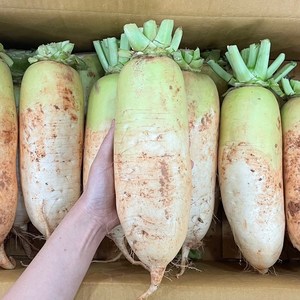 맛통령 제주 월동무, 1개, 4수 4kg내외
