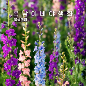 락스퍼 로켓 [4포트 복남이네야생화 델피늄 델피니움 lakspu delphinium], 4개