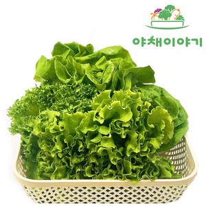 야채이야기 유러피안 샐러드 야채 1kg 대용량, 1박스, 오리지널 유러피안 샐러드 채소 600g