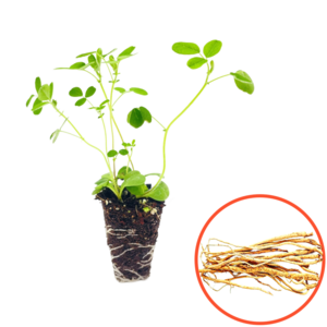 황기 약초 모종 8개, 황기 8개