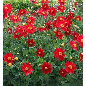 [모야모 꽃씨] 스칼렛다알리아 (Dahlia coccinea) 10립, 1개