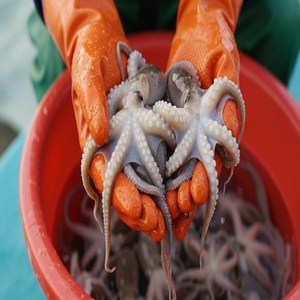 [프리미엄] 싱신한 국내산 서해안 알배기 활 쭈꾸미 1kg, 1박스, 급냉 활쭈꾸미 1kg