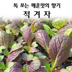 [모종심는아빠] 톡쏘는 매운맛과 향기 적겨자, 12개