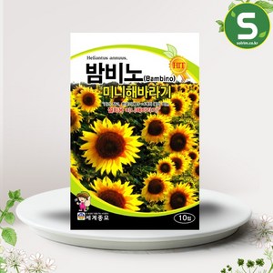 해바라기씨앗 30립 밤비노 꽃씨앗 꽃씨 미니해바라기, 1개