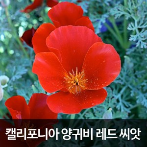 레드 캘리포니아 양귀비 씨앗 꽃양귀비 종자 씨 100알, 1개