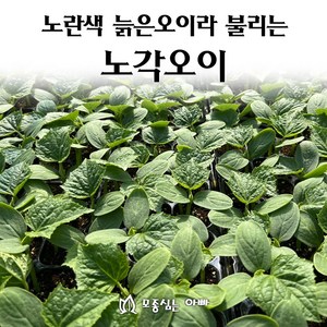 [모종심는아빠] 무침용으로 좋은 노란색 늙은오이 노각오이 조선오이 모종, 5주, 1개