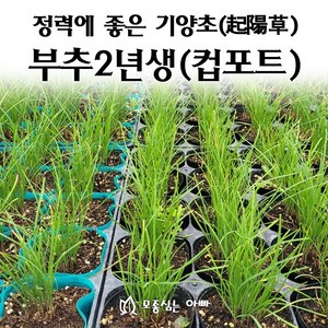 [모종심는아빠] 정력에 좋은 기양초 부추 2년생 (컵포트), 1개