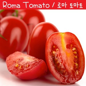 로마 토마토 Roma Tomato 소스토마토 희귀토마토 교육체험용 세트, 1개