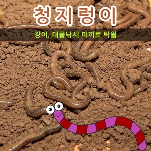 청지렁이(장어미끼 대물낚시), 청지렁이 일반+아이스박스포장, 1개