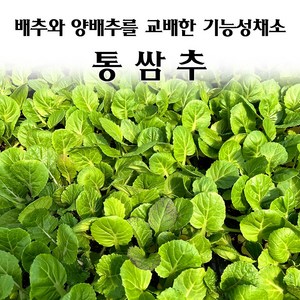 [모종심는아빠] 배추와 양배추를 교배한 기능성채소 통쌈추 모종, 3개