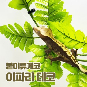 이파리데코, 1개