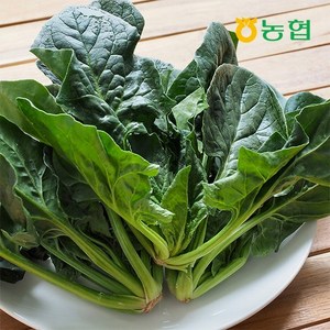 농협선별 신선한 시금치 500g 1kg, 02.신선한 시금치 1kg