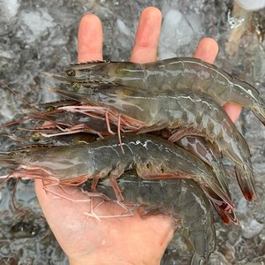 국내산 특품 생물 왕새우 특대 사이즈 자연산 활 대하 새우 1kg 2kg 3kg 4kg, 1박스, 1kg 대 [30미 내외]