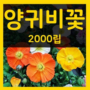 가을꽃씨 양귀비꽃씨 2000립 7월 8월 9월파종 양귀비꽃씨앗, 1개