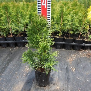 에메랄드그린 30~40cm 측백 나무 묘목 조경수 생울타리 상록수 삽목 포트묘, 에메랄드그린30cm~, 1개