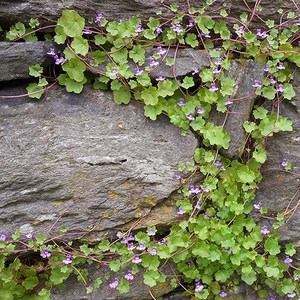 [모야모 꽃씨] 덩굴해란초(애기누운주름잎) 1000립 대용량 씨앗, 1개