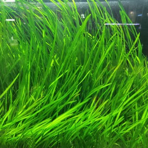 [수초아쿠아] 발리스네리아 초보수초 인기수초 구피 새우 은신처 어항수초 수초맛집 득템수초 부상수초, 3개