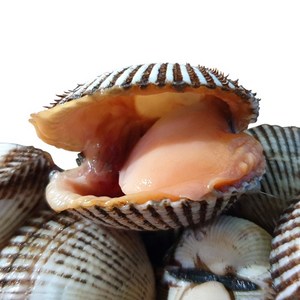 [벌교직송] 살이꽉찬 새꼬막 당일새벽조업, 대품2kg, 1개