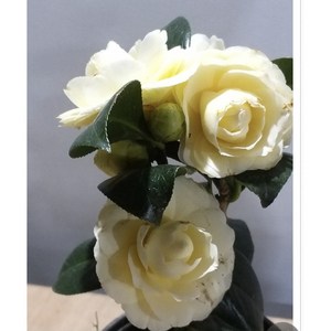 [삼다원]다로네가동백, 1개