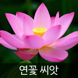 연꽃 씨앗 연자육 홍련 백련 종자 꽃 수련 꽃씨 10알, 1개