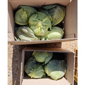 다담 국내산 신선한 양배추 식자재 (전남 무안) [원산지:국산(전라남도 무안군)], 3kg, 1박스