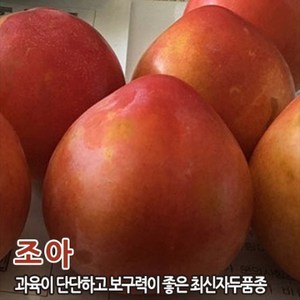 자두나무 묘목 신품종 자두나무, 조아 특상묘, 1개