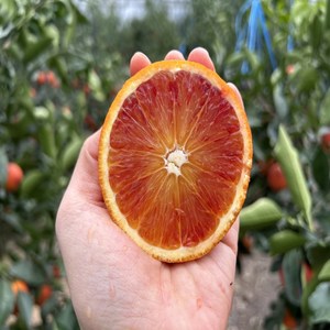 [제주올팜] 건강한 제주 오렌지, 1개, 하우스 블러드 오렌지 4.5kg